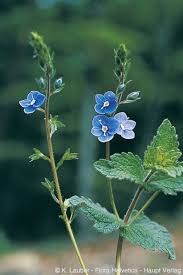 Image result for Veronica chamaedrys