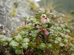 Attēlu rezultāti vaicājumam “Vaccinium vitis-idaea”