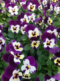 Image result for Viola cornuta