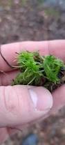 Attēlu rezultāti vaicājumam “Sphagnum cuspidatum”