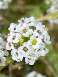 Attēlu rezultāti vaicājumam “Lobularia maritima”