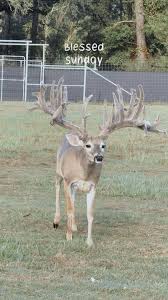 Image result for Big Bucks High Rollers