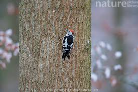 Attēlu rezultāti vaicājumam “Dendrocopos medius”