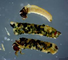 Attēlu rezultāti vaicājumam “Limnephilus larva”