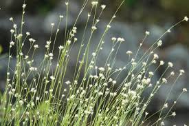 Attēlu rezultāti vaicājumam “Rhynchospora alba leaf”