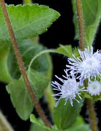 Image result for Ageratum conyzoides