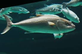 Image result for Seriola rivoliana