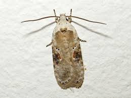 Attēlu rezultāti vaicājumam “Agonopterix alstromeriana”