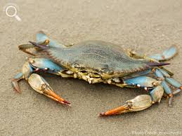 Image result for Callinectes sapidus