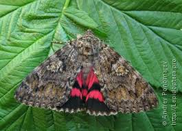 Attēlu rezultāti vaicājumam “Catocala sponsa”