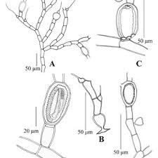 Attēlu rezultāti vaicājumam “Bulbochaete mirabilis”