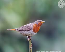 Image result for Turdus naumanni