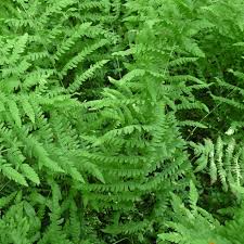 Attēlu rezultāti vaicājumam “Thelypteris palustris”