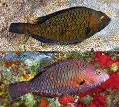 Image result for Calotomus carolinus