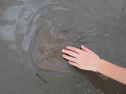 Image result for Leucoraja ocellata