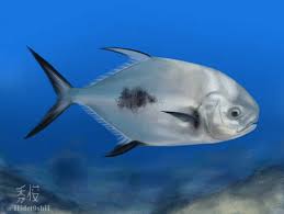 Image result for Trachinotus falcatus