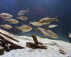 Image result for Rutilus caspicus