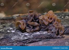 Attēlu rezultāti vaicājumam “Tremella foliacea”