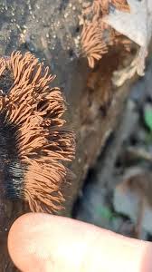 Attēlu rezultāti vaicājumam “Stemonitopsis hyperopta var. landewaldii young”