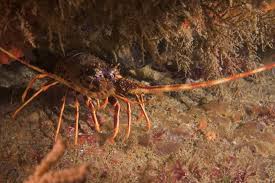 Image result for Palinurus elephas