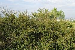 Attēlu rezultāti vaicājumam “Cotoneaster divaricatus”