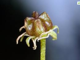 Attēlu rezultāti vaicājumam “Scheuchzeria palustris fruit”
