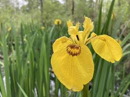 Attēlu rezultāti vaicājumam “Iris pseudacorus flower”