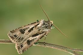 Attēlu rezultāti vaicājumam “Agrotis vestigialis”