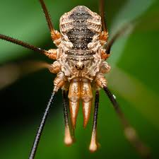 Attēlu rezultāti vaicājumam “Phalangium opilio”