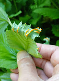 Attēlu rezultāti vaicājumam “Triphragmium ulmariae”