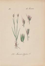 Attēlu rezultāti vaicājumam “Juncus stygius”