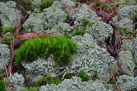 Attēlu rezultāti vaicājumam “Barbilophozia attenuata”