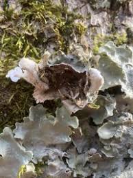 Attēlu rezultāti vaicājumam “Lobaria amplissima”