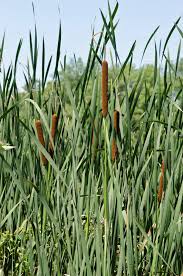 Attēlu rezultāti vaicājumam “Typhaceae”