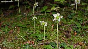 Attēlu rezultāti vaicājumam “Moneses uniflora leaf”