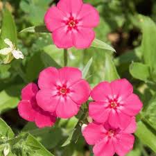 Image result for Phlox drummondii