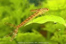 Attēlu rezultāti vaicājumam “Lestidae”