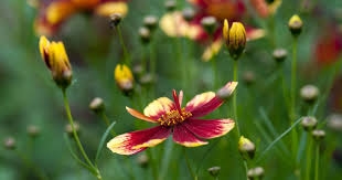 Image result for Coreopsis