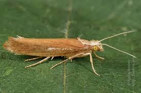 Attēlu rezultāti vaicājumam “Ypsolopha parenthesella”