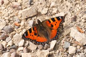 Attēlu rezultāti vaicājumam “Aglais urticae”