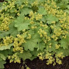 Attēlu rezultāti vaicājumam “Alchemilla subcrenata  flower”