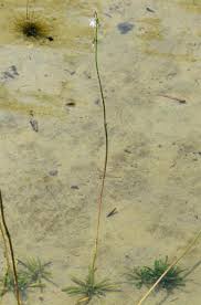 Attēlu rezultāti vaicājumam “Lobelia dortmanna”