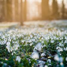 Attēlu rezultāti vaicājumam “Galanthus nivalis flower”