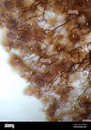 Attēlu rezultāti vaicājumam “Stemonitopsis hyperopta”