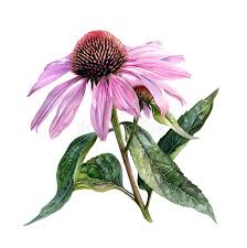 Attēlu rezultāti vaicājumam “Echinacea purpurea bud”