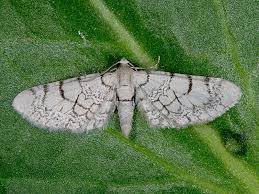 Attēlu rezultāti vaicājumam “Eupithecia venosata”