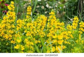 Attēlu rezultāti vaicājumam “Lysimachia punctata”