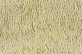 Attēlu rezultāti vaicājumam “Ceriporia viridans”