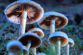 Attēlu rezultāti vaicājumam “Pleurozium schreberi sporophyte”