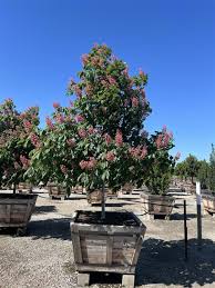 Attēlu rezultāti vaicājumam “Aesculus x neglecta flower”